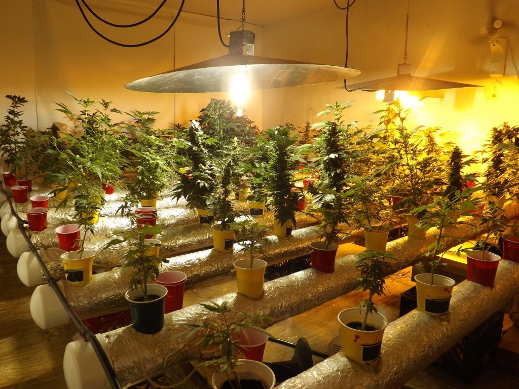 Huge Marijuana Grow Room Client Gets Probation